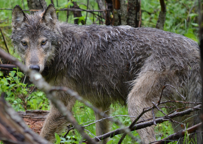 Tribal wildlife team collars two gray wolves - The Star