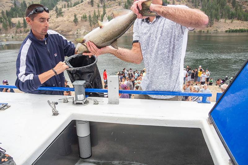 Colville Tribes hail first salmon back to upper Columbia River - The Star